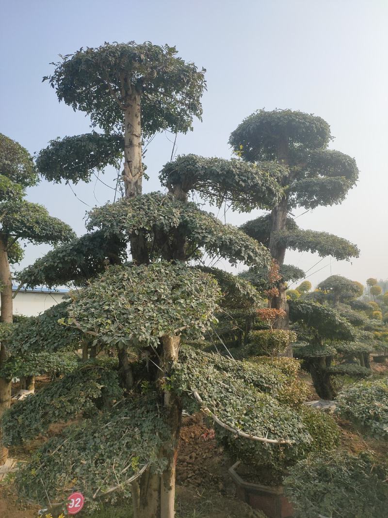 对接白蜡造型白蜡基地大量供应，江苏宿迁沭阳县基地直销。