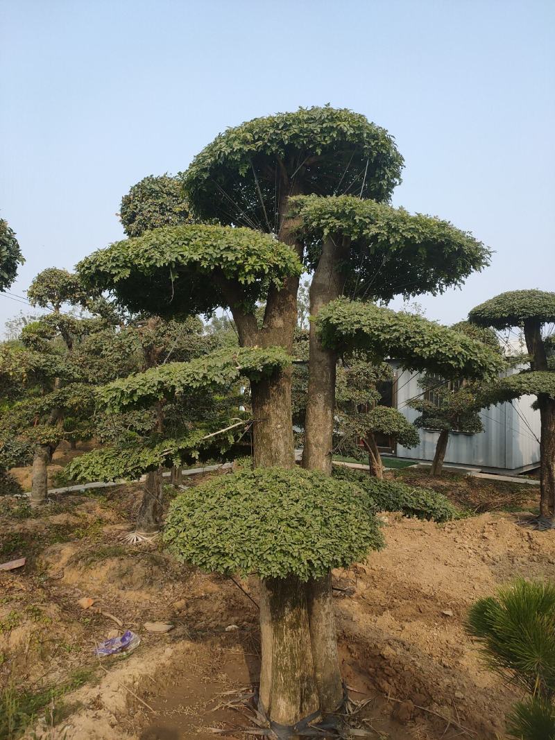 对接白蜡造型白蜡基地大量供应，江苏宿迁沭阳县基地直销。