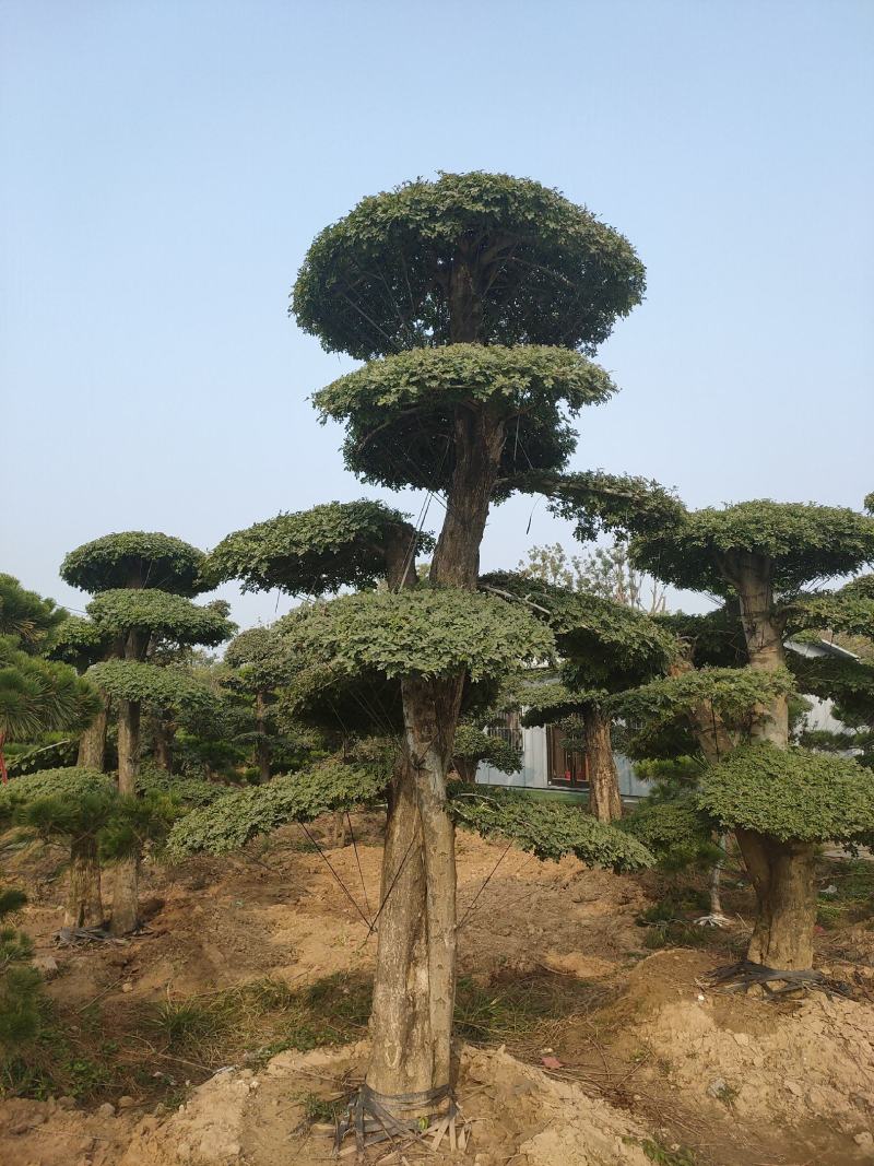 对接白蜡造型白蜡基地大量供应，江苏宿迁沭阳县基地直销。