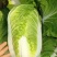 白菜苗黄心大白菜苗秋茬耐寒白菜苗6斤重大白菜苗