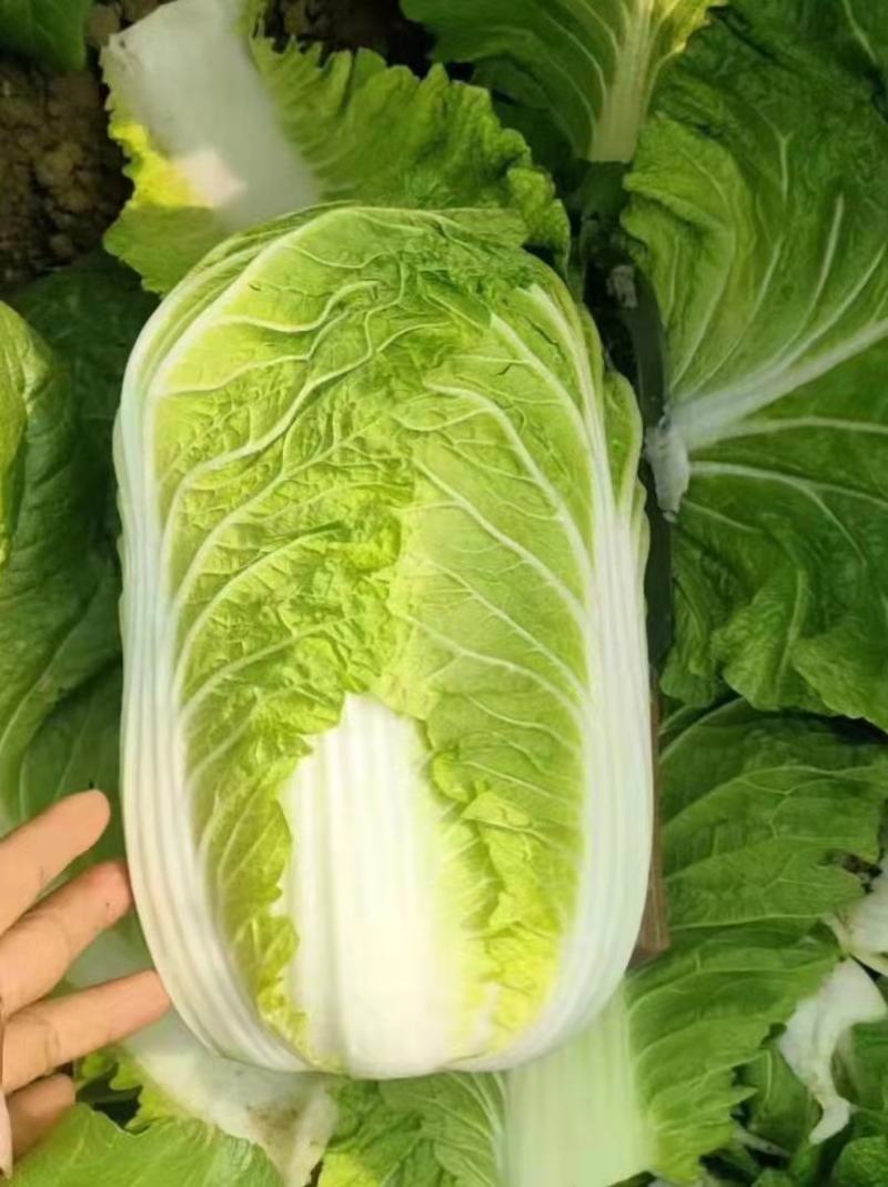 白菜苗黄心大白菜苗秋茬耐寒白菜苗6斤重大白菜苗
