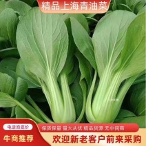 山东菏泽上海青油菜一两以上一级品现摘现发欢迎来电咨询