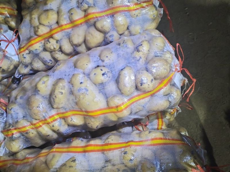 土豆黄心，黄金薯土豆，呼伦贝尔土豆2021年秋季新货
