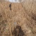 红王子锦带基地大量供应中，江苏宿迁沭阳县基地直销无中间商