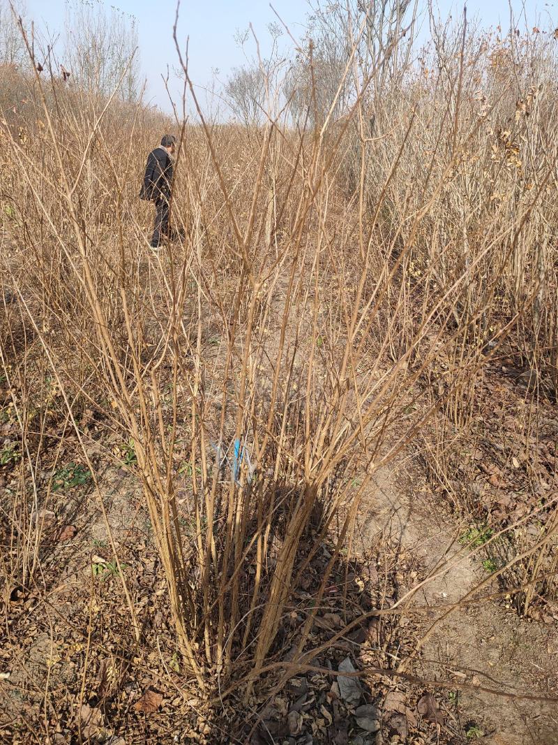 红王子锦带基地大量供应中，江苏宿迁沭阳县基地直销无中间商