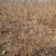 红王子锦带基地大量供应中，江苏宿迁沭阳县基地直销无中间商