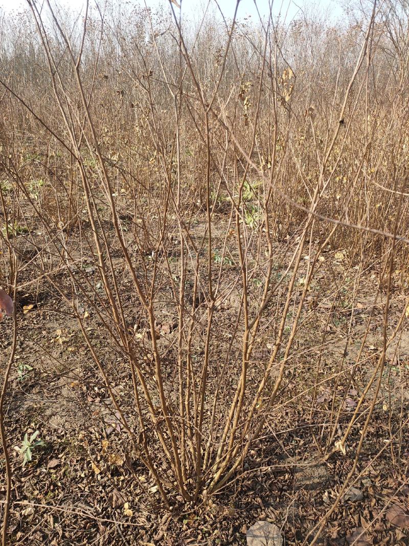 红王子锦带基地大量供应中，江苏宿迁沭阳县基地直销无中间商
