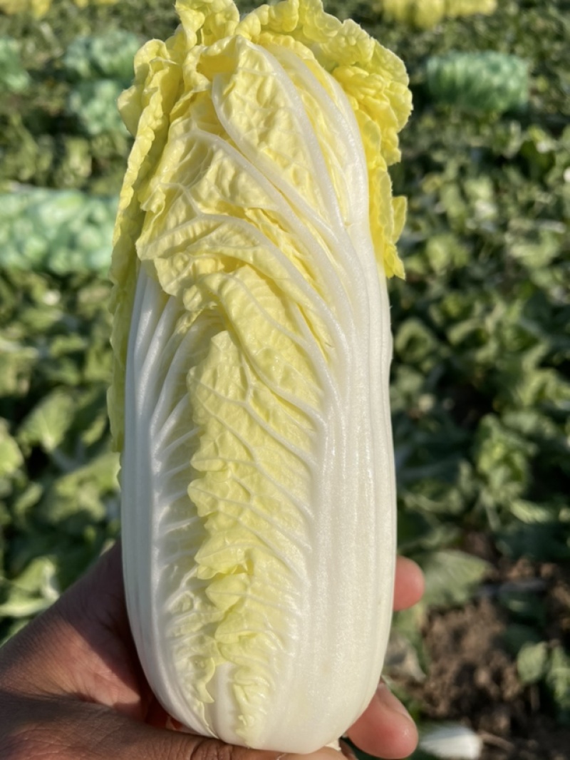 鹿邑娃娃菜