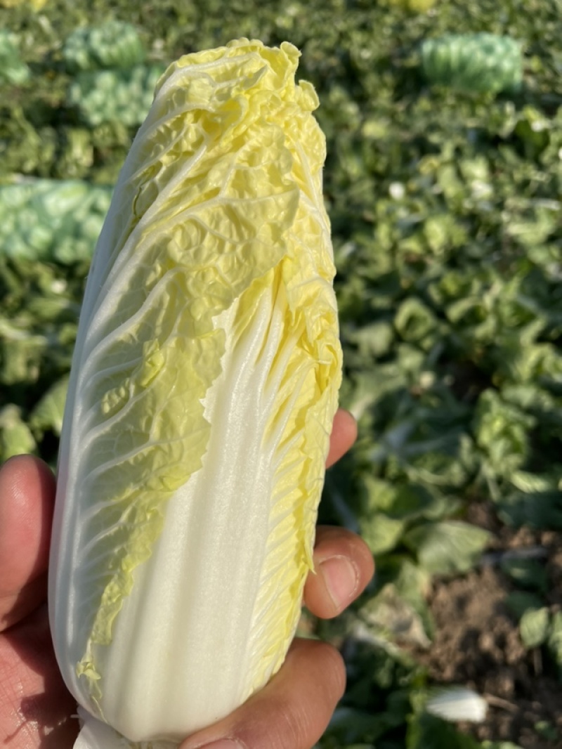 鹿邑娃娃菜