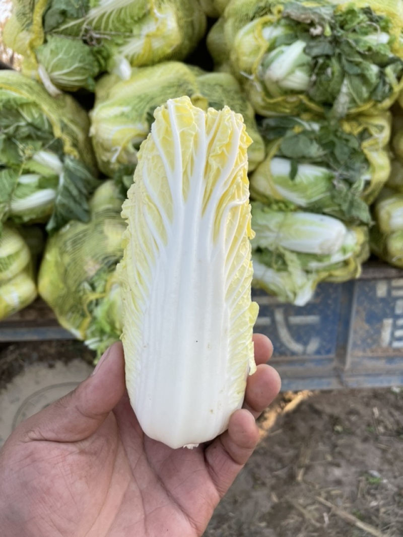 鹿邑娃娃菜