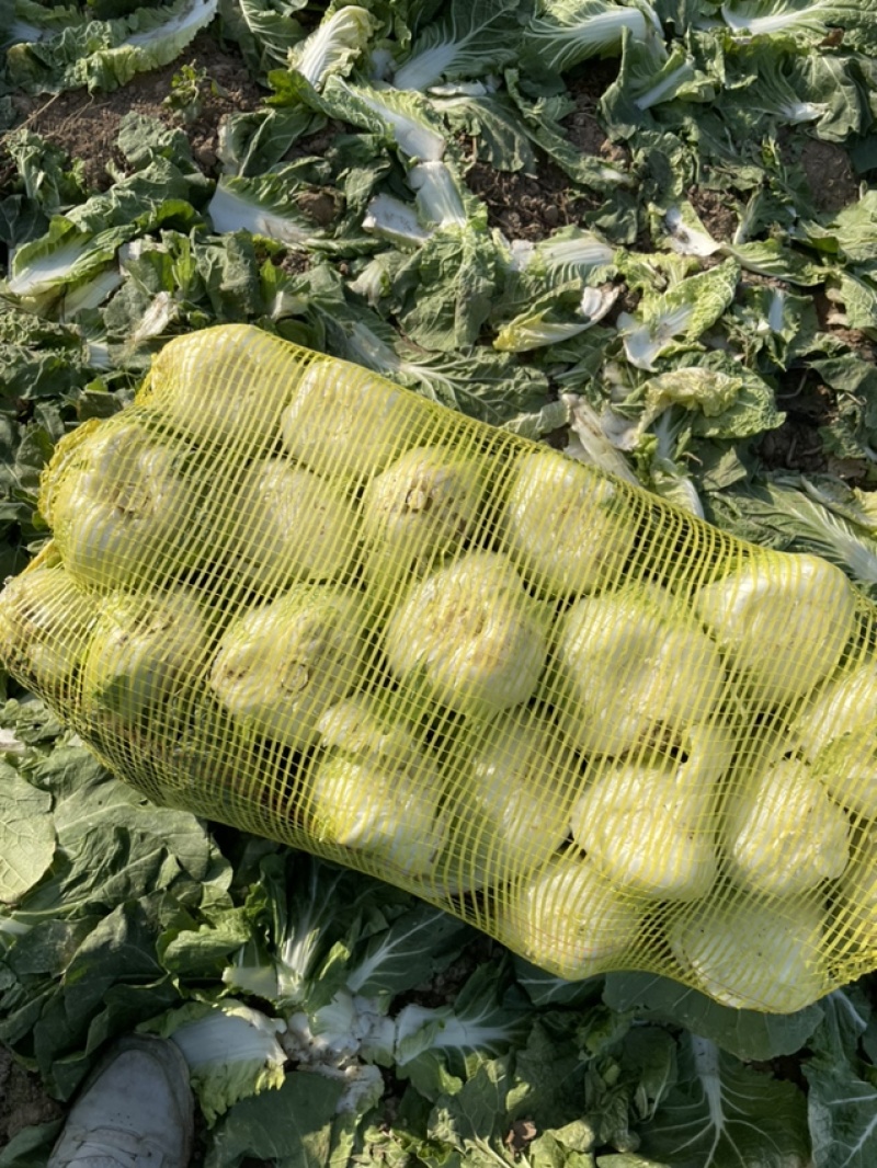 鹿邑娃娃菜
