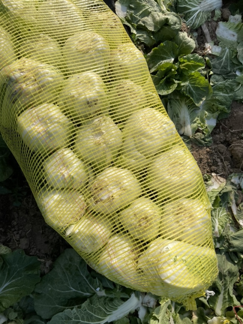 鹿邑娃娃菜