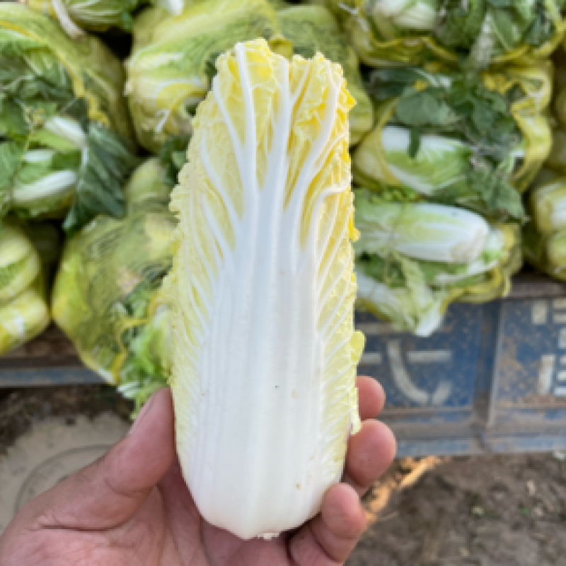 鹿邑娃娃菜