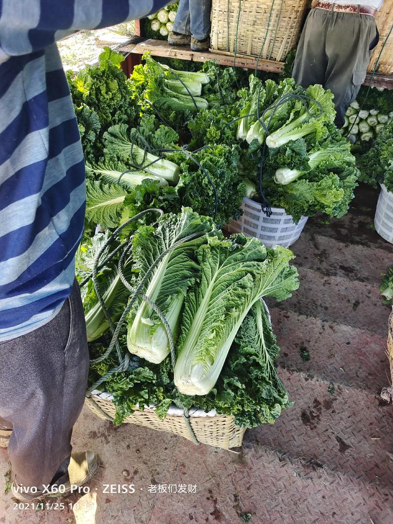 秋绿六O长白菜，视频看货，品质保证，精品货源，产地直发。
