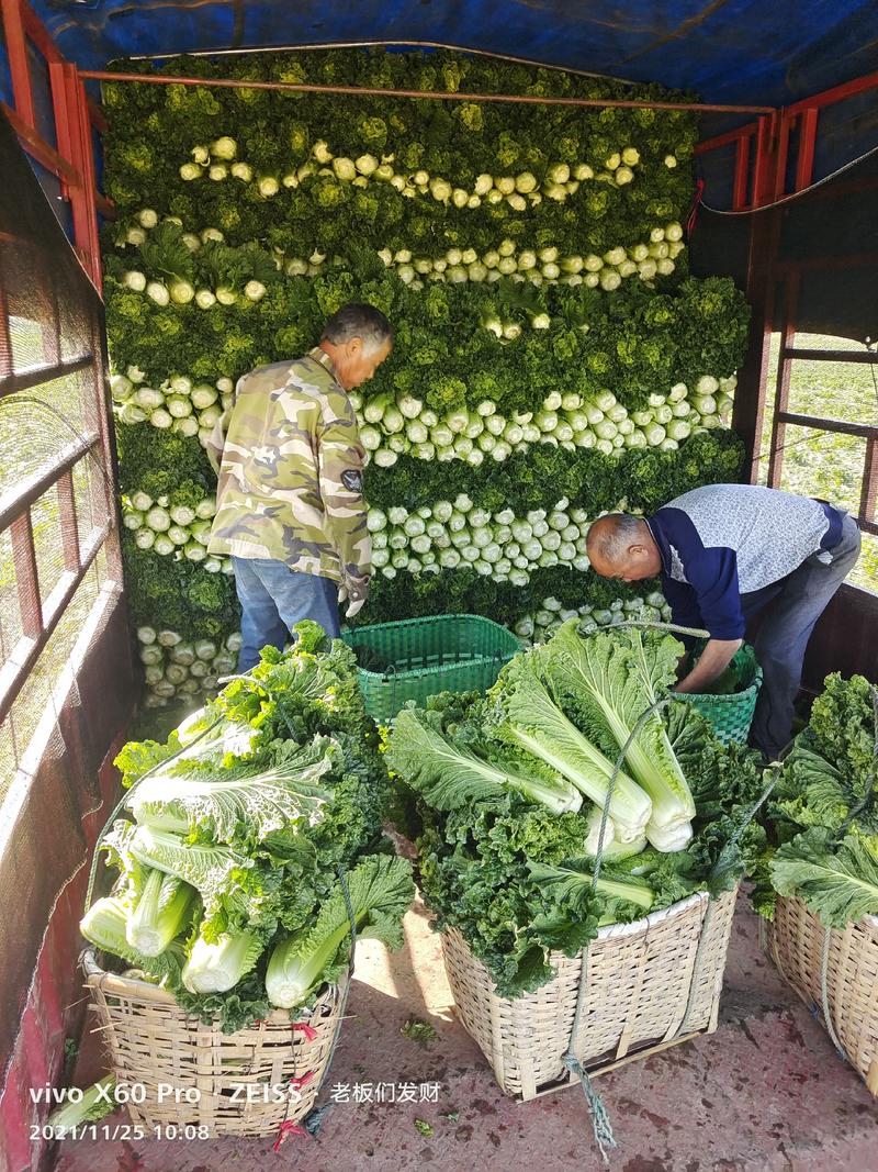秋绿六O长白菜，视频看货，品质保证，精品货源，产地直发。
