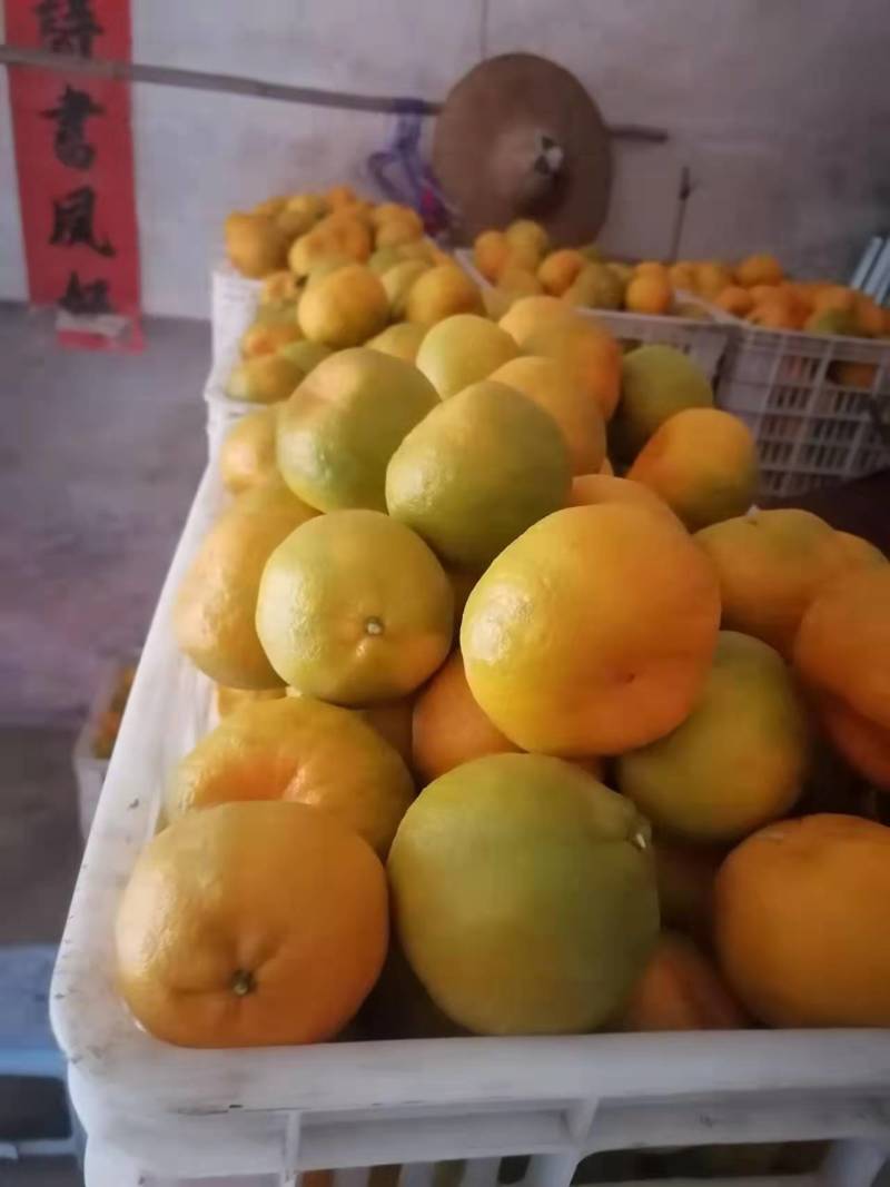 永春芦柑