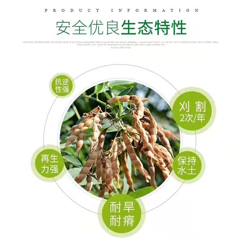 木豆种子