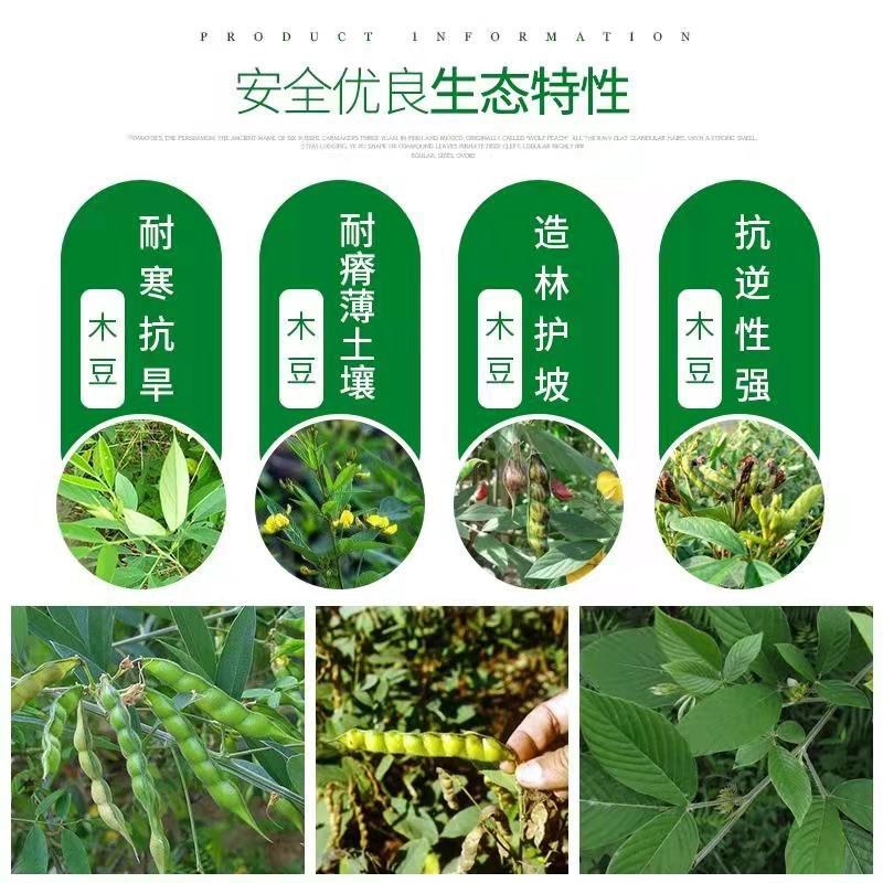 木豆种子
