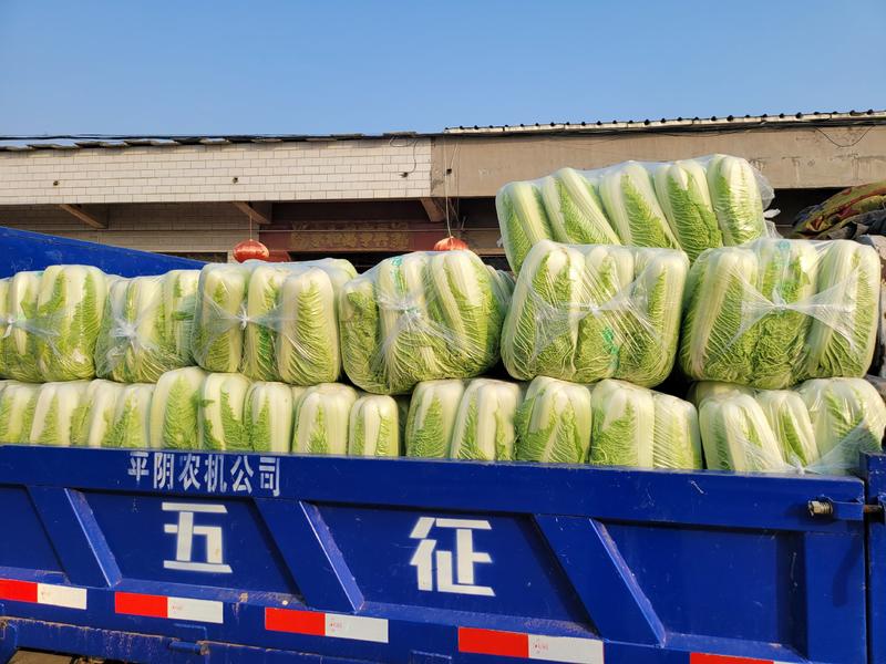 北京新三号白菜4~6斤有需要的联系我，