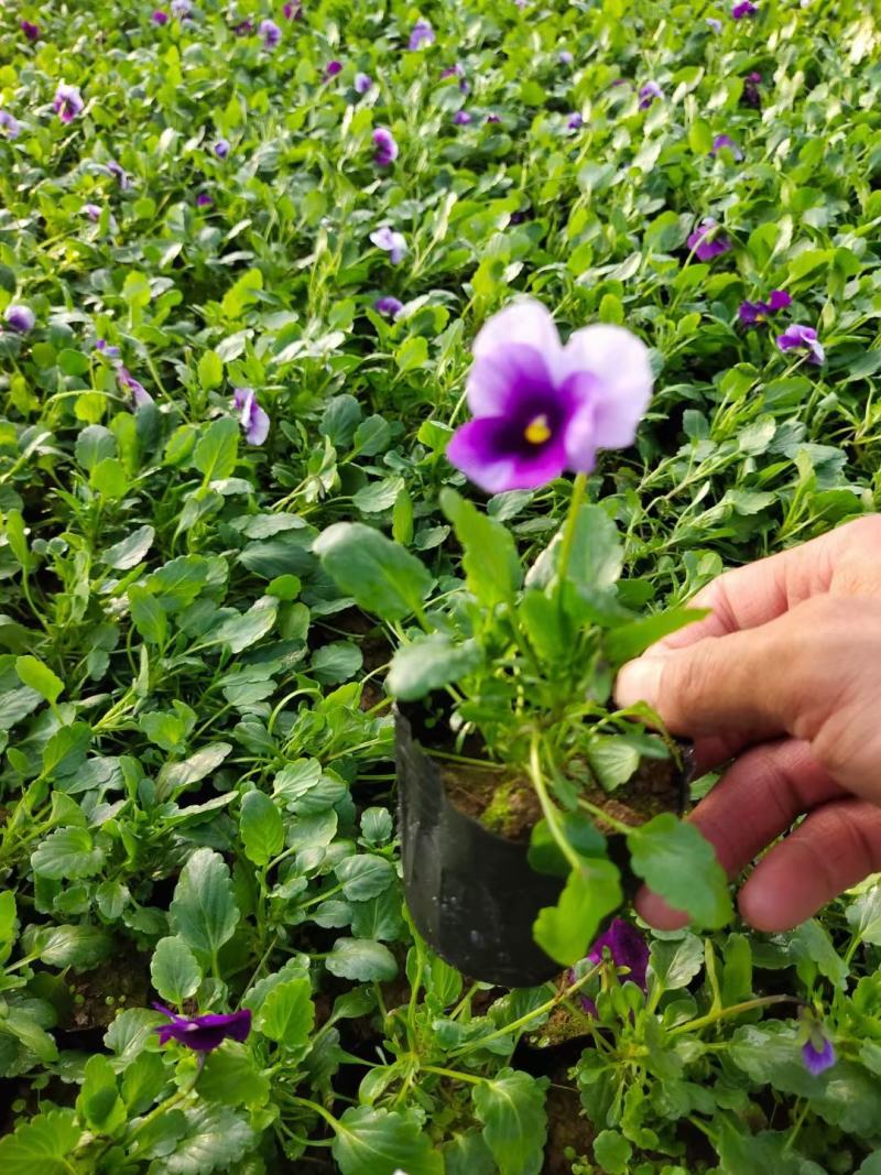 角瑾冬季时令花卉颜色多基地大量供应