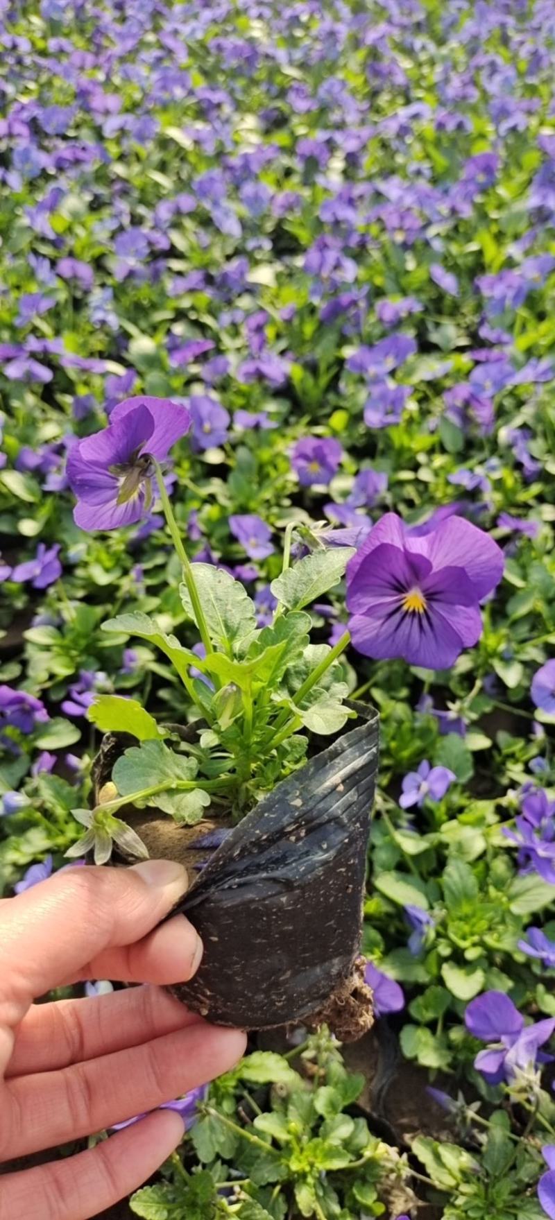 角瑾冬季时令花卉颜色多基地大量供应