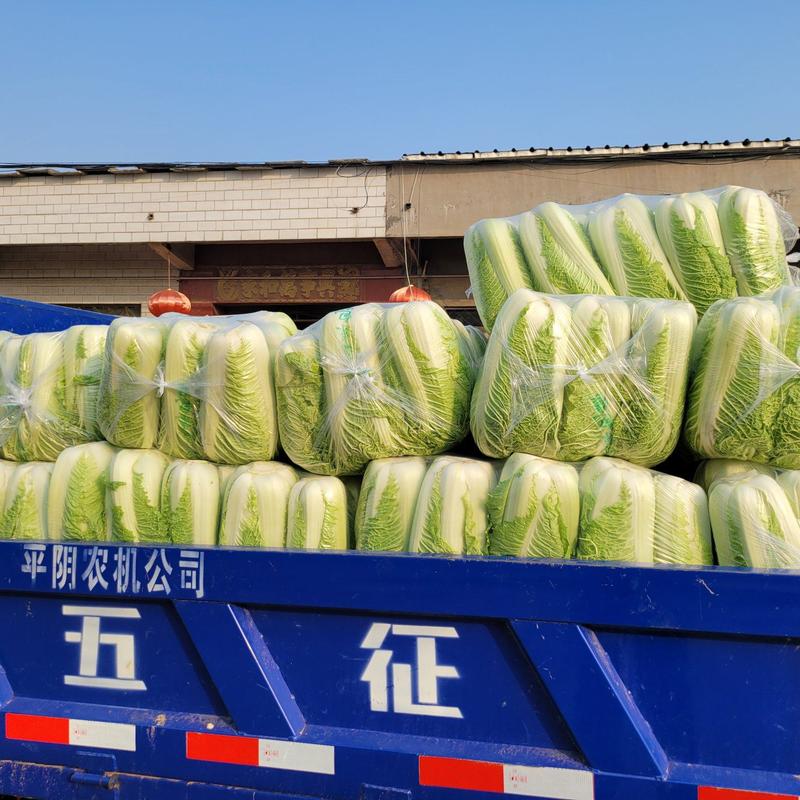 北京新三号白菜货源充足，量大价优有需要联系