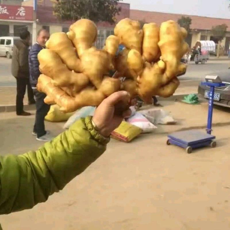 （生姜）江西小黄姜品种齐全电商团购商超对接全国市场