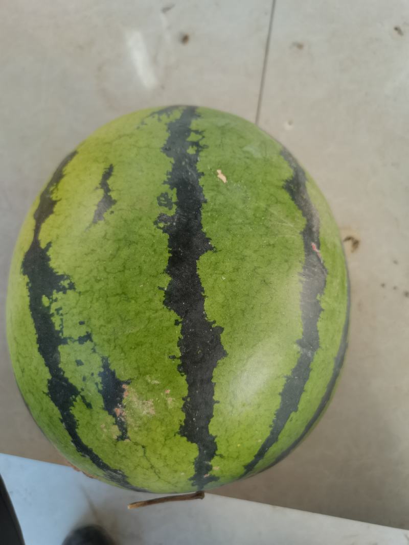 甜王西瓜种子，小地雷西瓜种籽，产地直销价格美丽