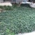 日本矮麦冬草耐寒别墅庭院园林绿化草坪植物带土麦冬草苗玉龙