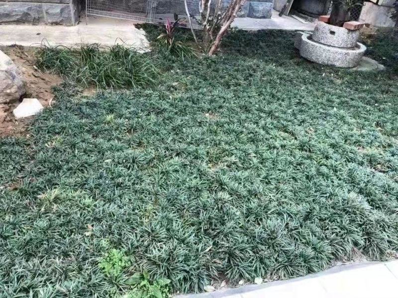 日本矮麦冬草耐寒别墅庭院园林绿化草坪植物带土麦冬草苗玉龙
