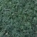 日本矮麦冬草耐寒别墅庭院园林绿化草坪植物带土麦冬草苗玉龙
