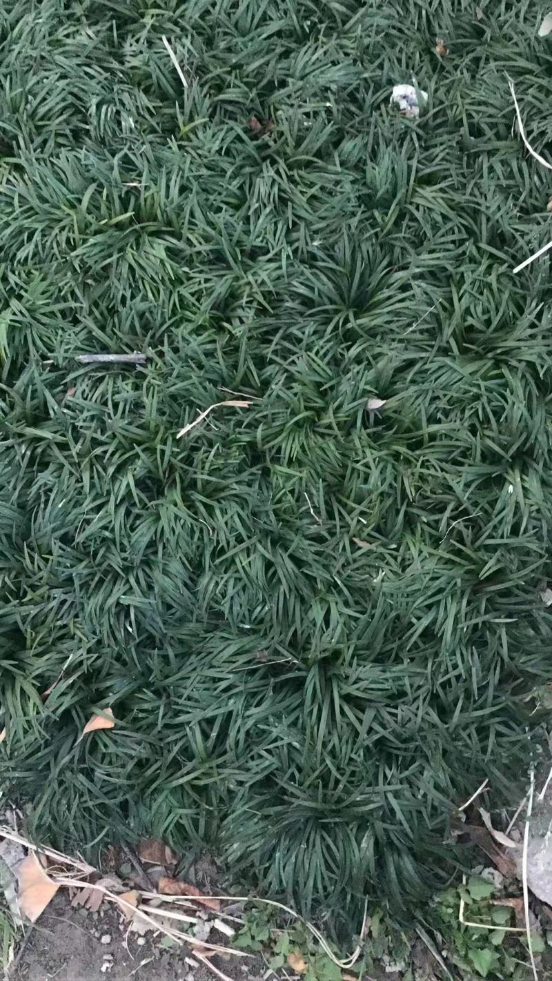 日本矮麦冬草耐寒别墅庭院园林绿化草坪植物带土麦冬草苗玉龙