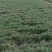 日本矮麦冬草耐寒别墅庭院园林绿化草坪植物带土麦冬草苗玉龙