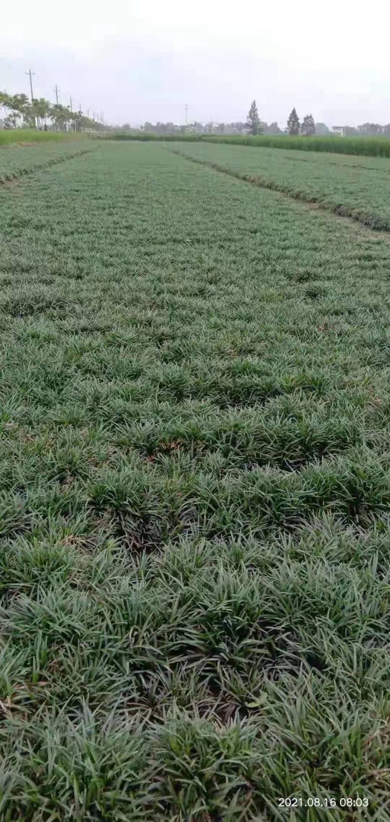 日本矮麦冬草耐寒别墅庭院园林绿化草坪植物带土麦冬草苗玉龙