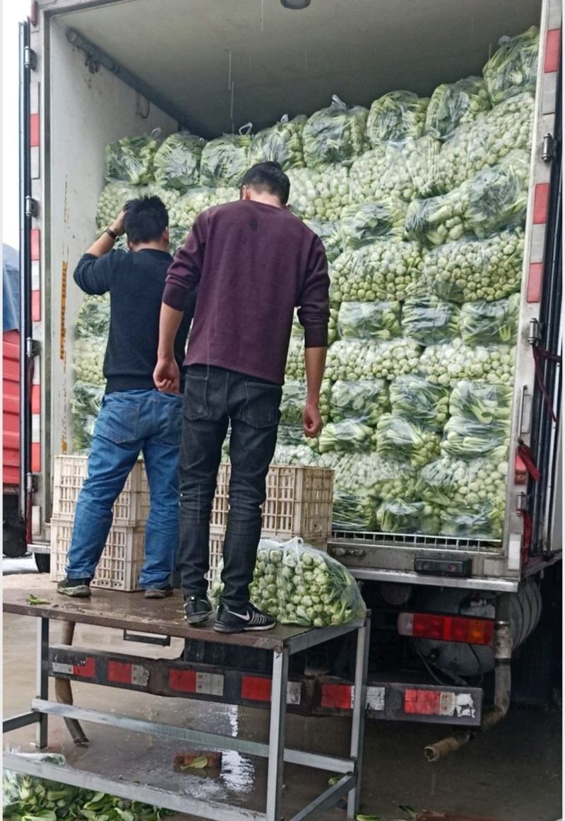【优选】上海青小油菜支持全国发货支持商超对接可开发票