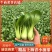【热卖】小油菜上海青全国各地发货质量保证支持产地看货