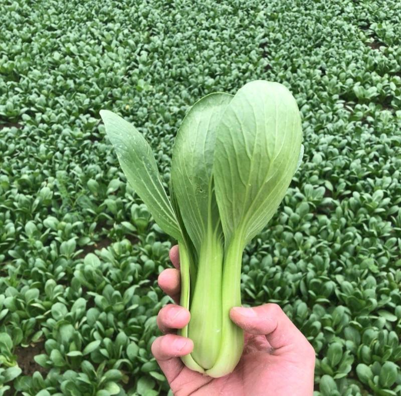【常年有货】上海青小油菜可对接商超质量保证价格便宜