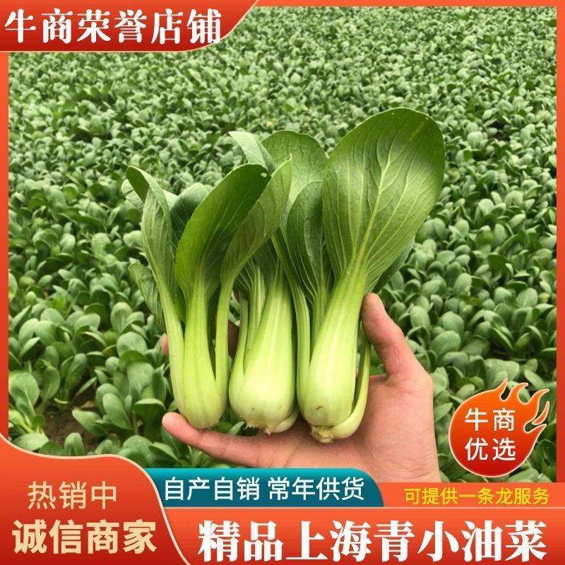 【常年有货】上海青小油菜可对接商超质量保证价格便宜