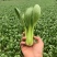 【热卖】油菜上海青小青菜质量保证可产地看货常年有货