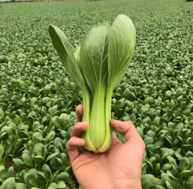 【热卖】油菜上海青小青菜质量保证可产地看货常年有货