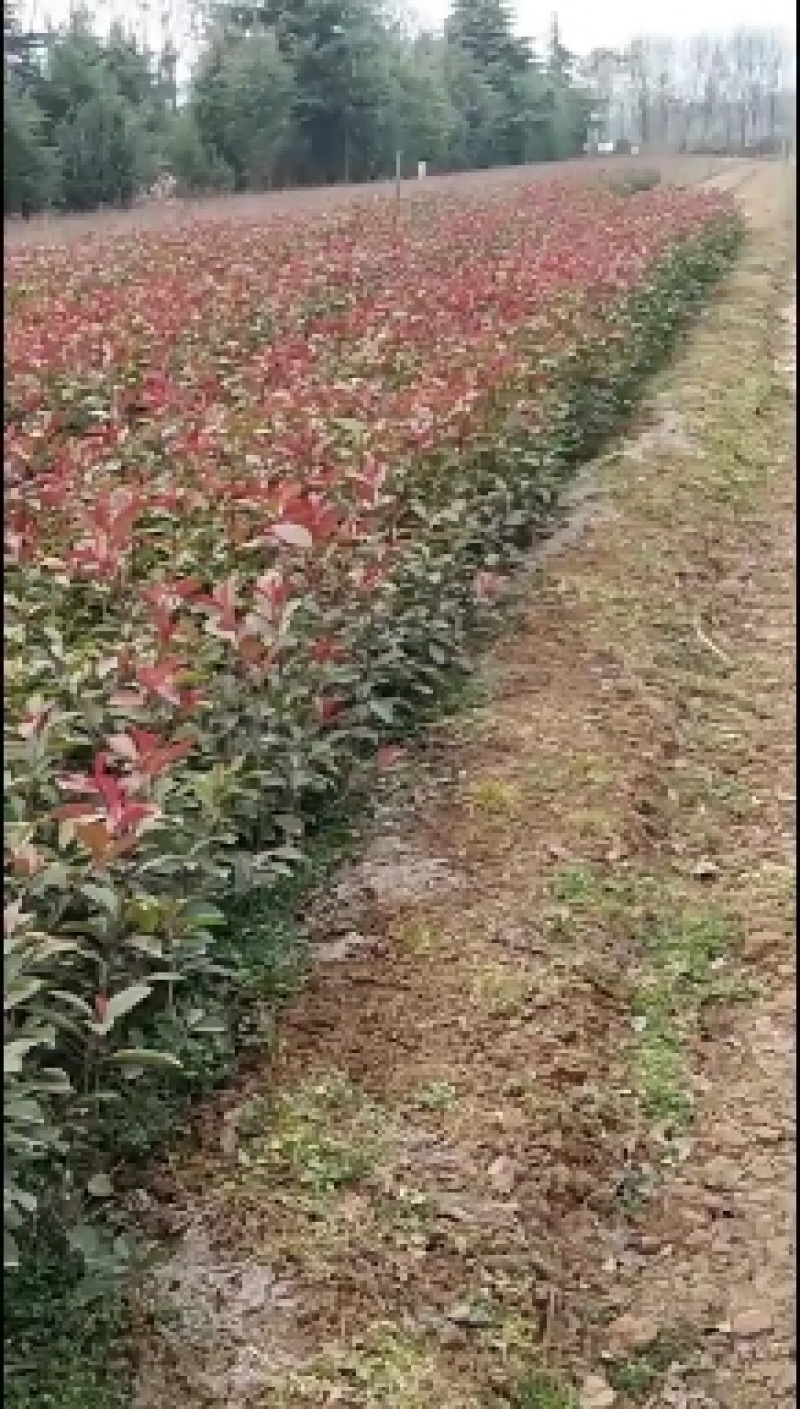 陕西周至自家苗圃红叶石楠大田苗/营养体工程苗规格齐全