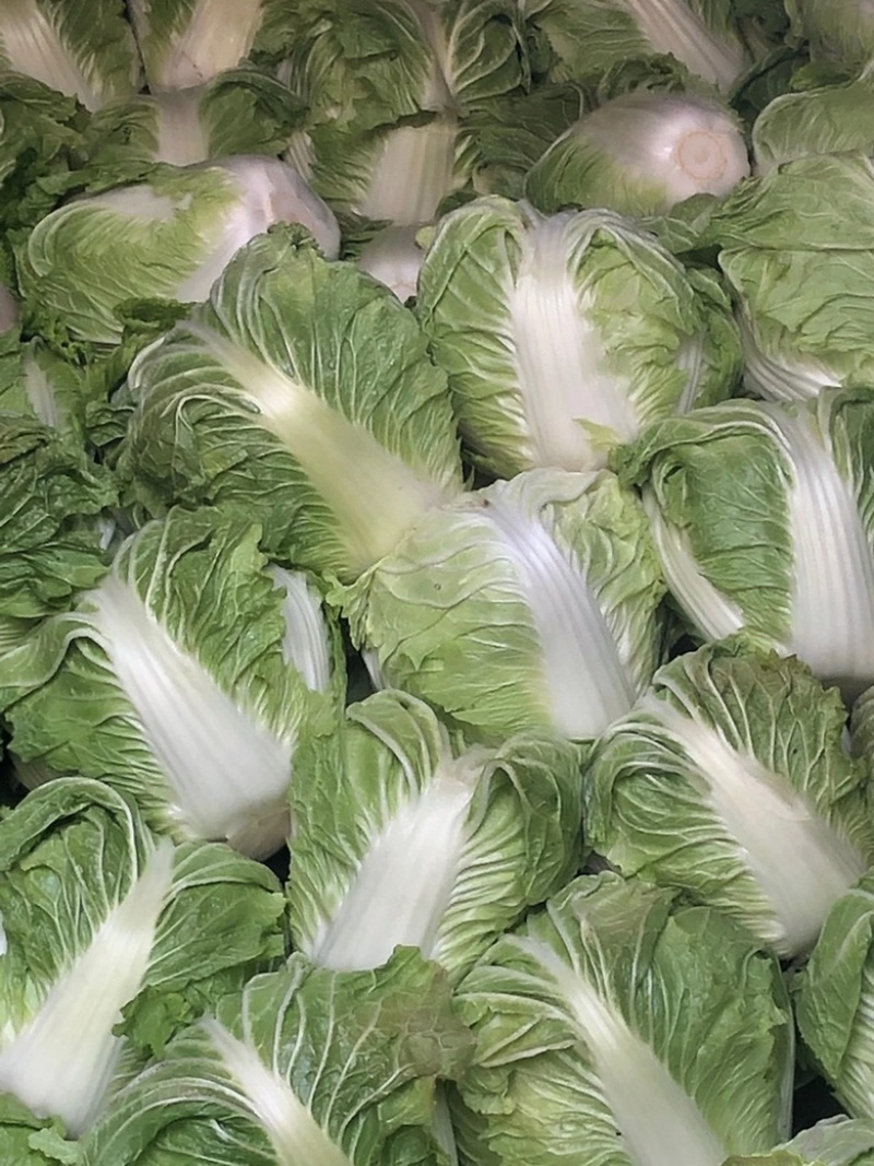 精品大白菜，秦白2号单颗5斤左右，产地直供，需要的联系。