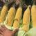 超甜水果玉米种子极甜鲜食甜脆矮杆型抗病产量高皮薄太阳花6