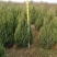 望都县塔柏望都塔桧精选厂家河北望都桧柏批发