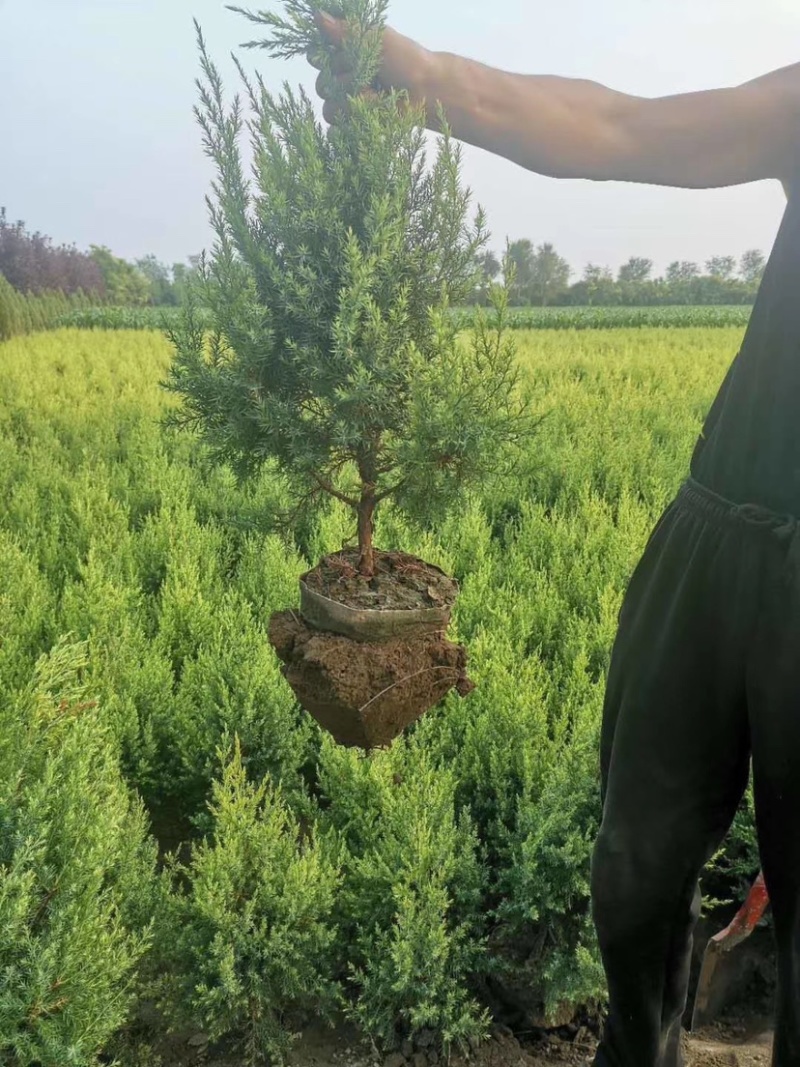 望都县塔柏望都塔桧精选厂家河北望都桧柏批发