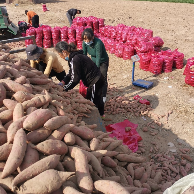 怎么找批发红薯的大客户电话