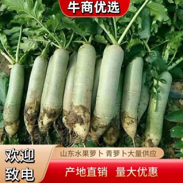 青萝卜水果萝卜大量供应现拔，青茬质量保证加工厂批发零售