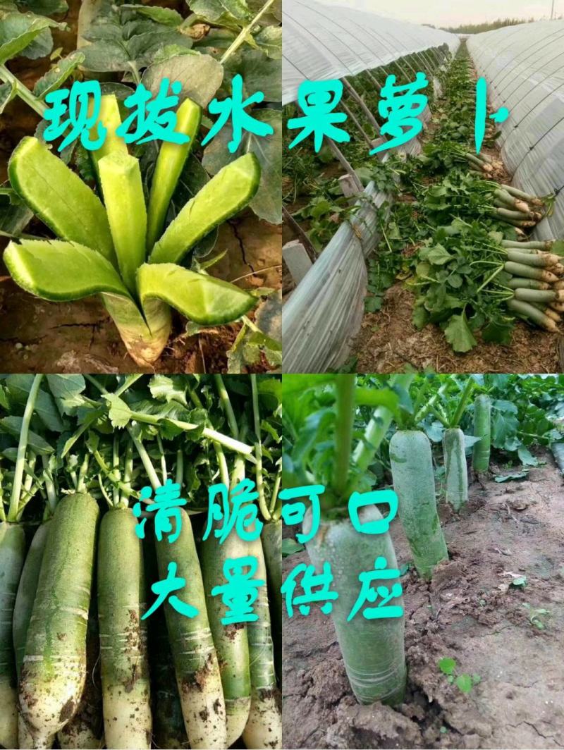 青萝卜水果萝卜大量供应现拔，青茬质量保证加工厂批发零售