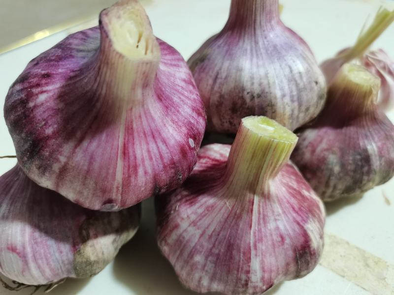 河南精品大蒜，个头大，对接电商商超社区团购，代发市场