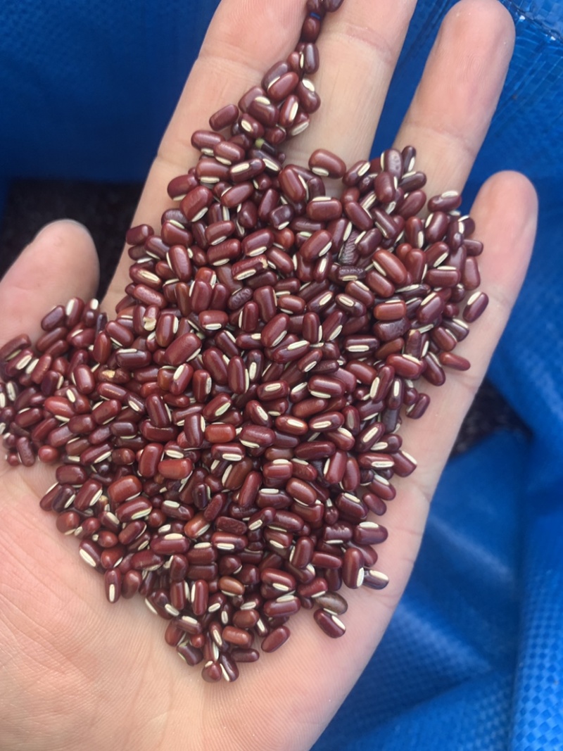 赤小豆药食同源一公斤起批